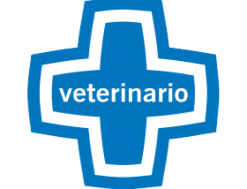 Servicio Veterinario Artero Grooming Slam